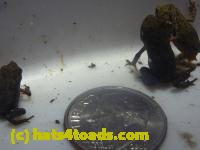 /home//u458753944/public_html/sourcegallery/////////////////////////////////Roxborough Toad Detour/2013-2019/2014/2014-06-14/P1160297.JPG